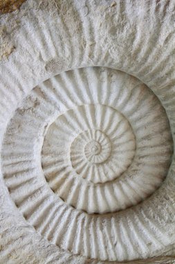 Tarih öncesi Ammonit fosil