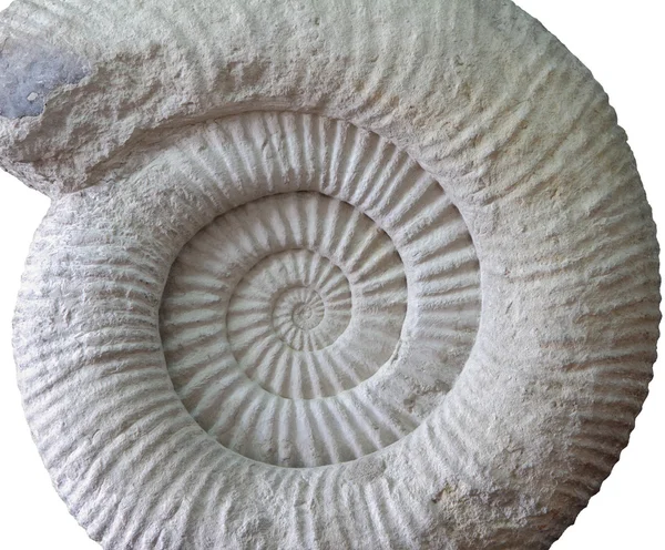 Fósil prehistórico de amonita sobre blanco — Foto de Stock