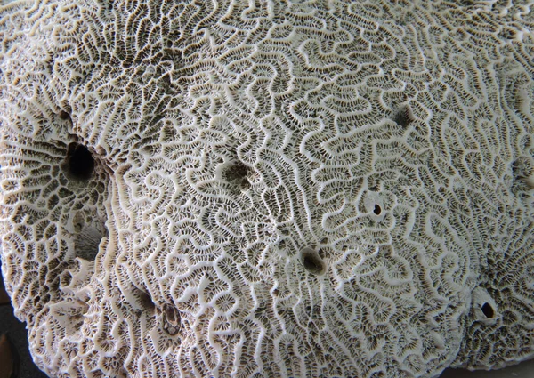 Korall fossila — Stockfoto