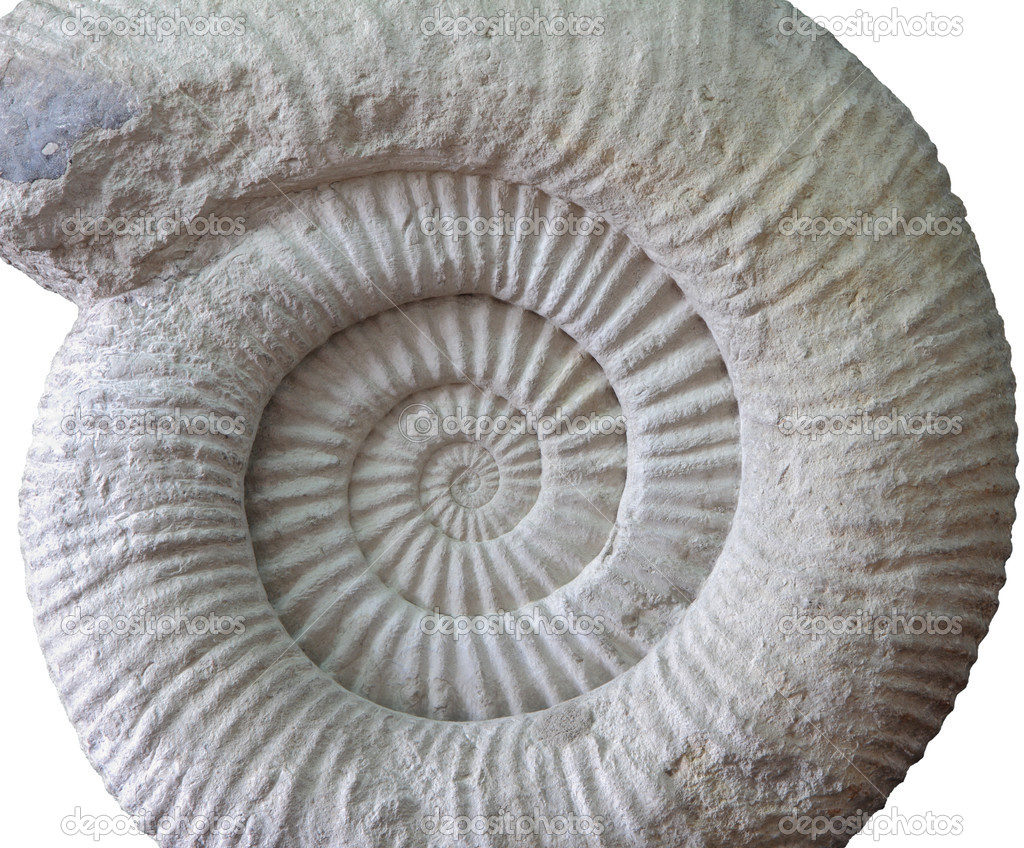 Ammonite prehistoric fossil on white 