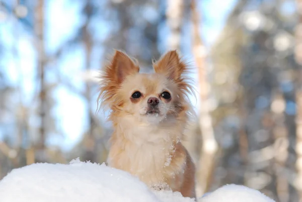 Szczeniak Chihuahua — Zdjęcie stockowe