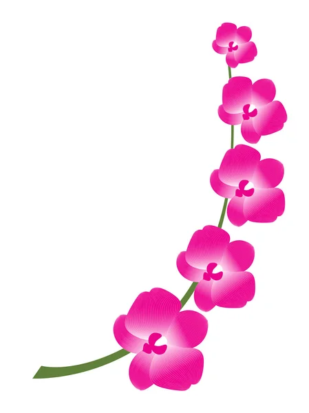 Ramo orquídea — Vetor de Stock