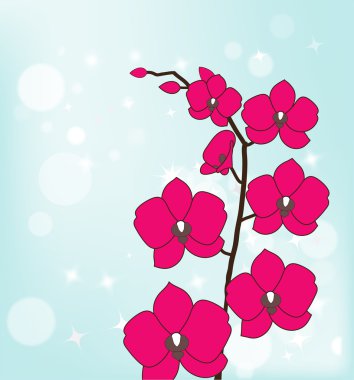 pembe orkide