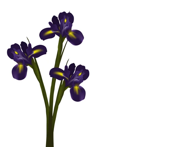 Irises flower — Stock Vector