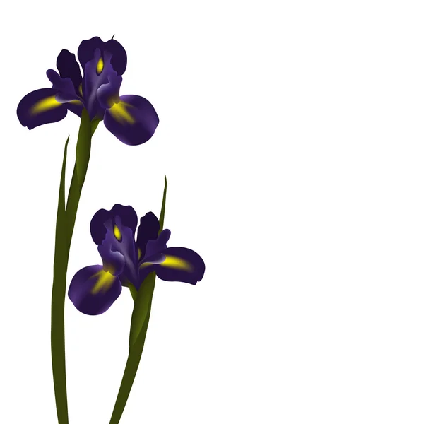 Iris de vectores — Vector de stock