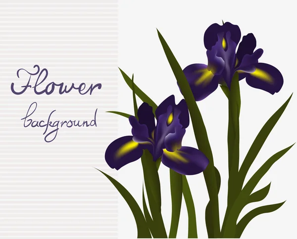 Kaart iris bloem — Stockvector