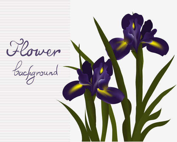 Card iris flower