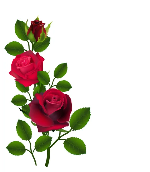 Roses rouges — Image vectorielle