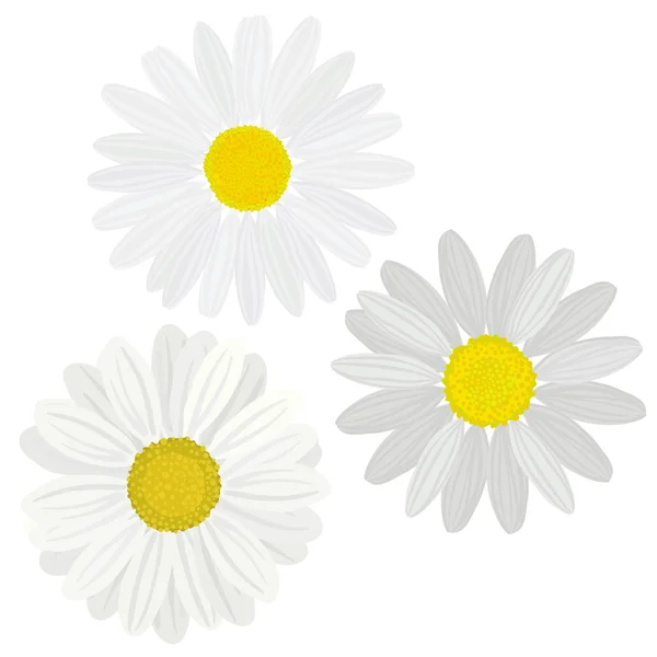 Marguerites fleur — Image vectorielle