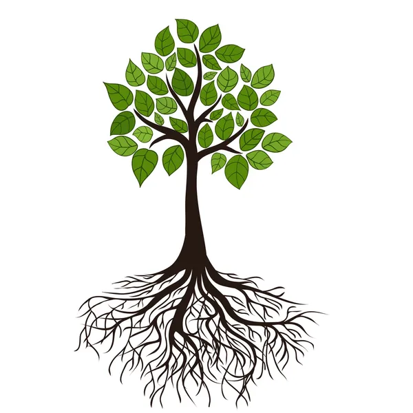 Kökleri Olan Ağaç