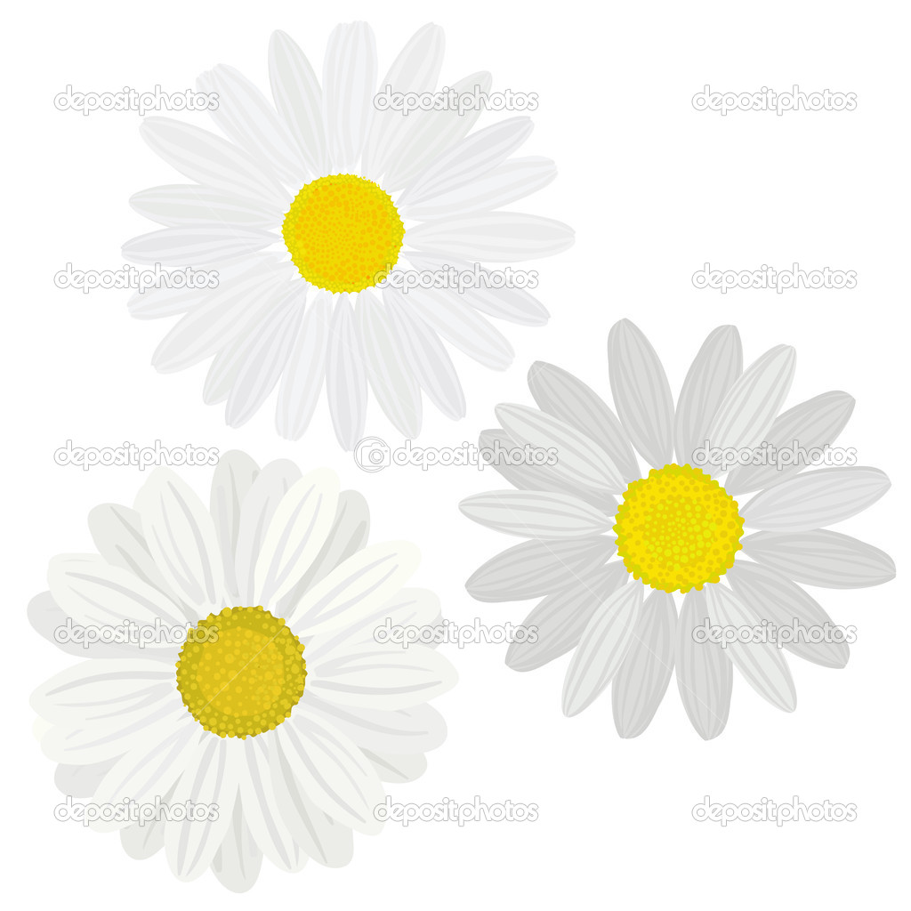 Daisies flower
