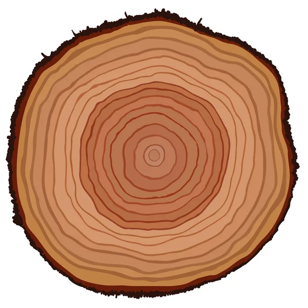 Sección transversal de tronco de árbol, ilustración vectorial — Vector de stock