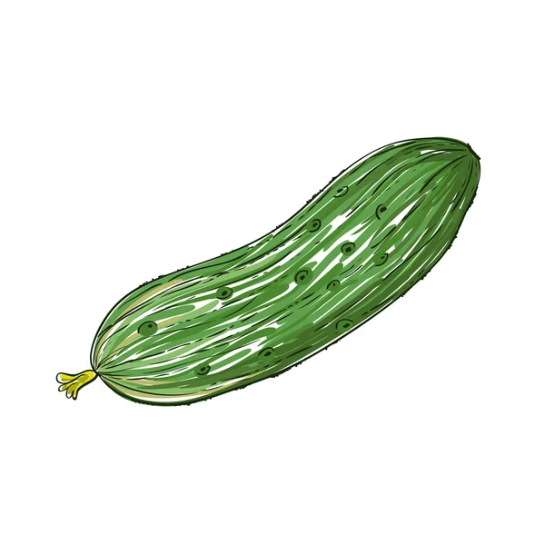 Pepino vector — Vector de stock