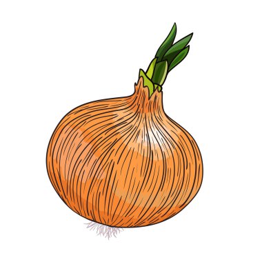 Beyaz üzerine soğan vektörü