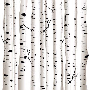 Birches vektör