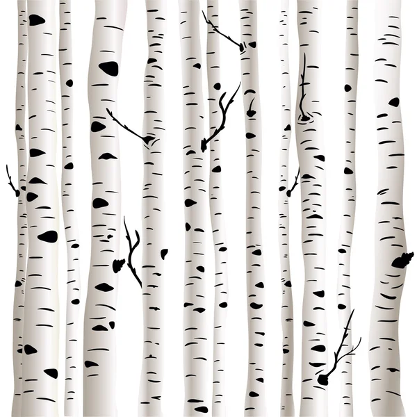 Birches in vector — Stock Vector