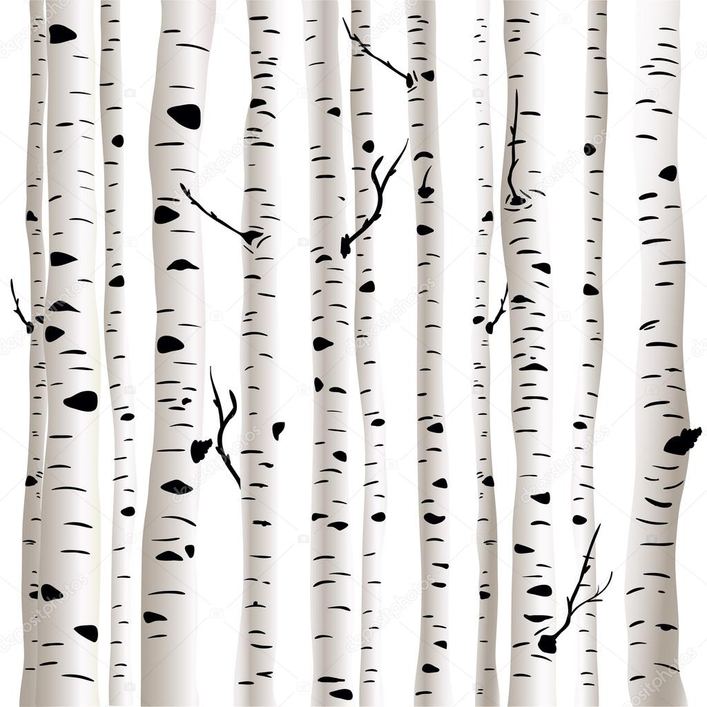 Birches in vector