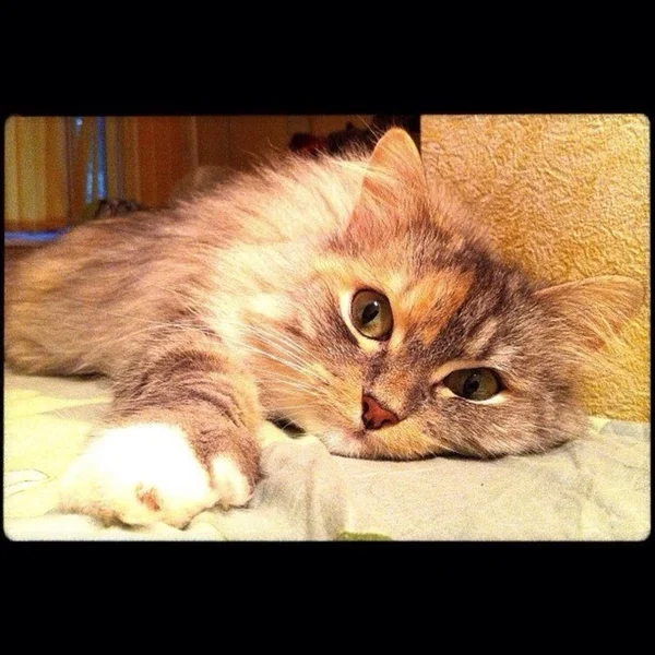 침대에서 고양이 — 스톡 사진