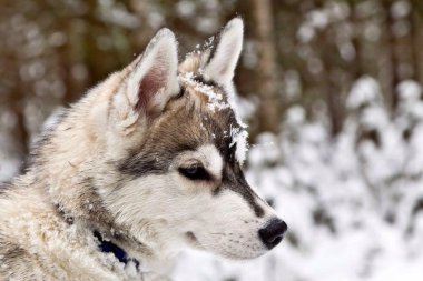 Husky köpek