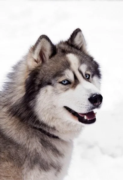 Câini husky — Fotografie, imagine de stoc