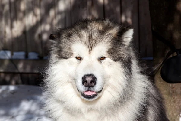 Perro malamute de Alaska —  Fotos de Stock