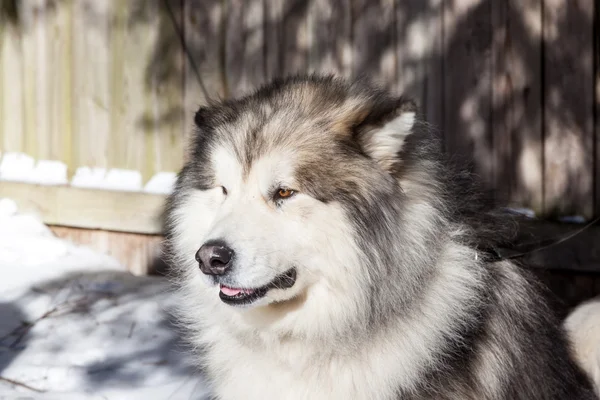 アラスカンマラミュート犬 — ストック写真