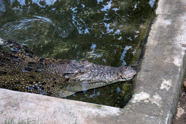 Räuberkrokodil (crocodylus palustris) auch Indisches, indus, Persisches, Sumpfkrokodil genannt — Stockfoto
