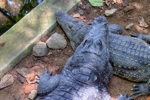 Räuberkrokodil (crocodylus palustris) auch Indisches, indus, Persisches, Sumpfkrokodil genannt — Stockfoto