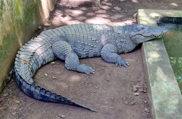 Cocodrilo ladrón (Crocodylus palustris) también llamado cocodrilo indio, indio, persa, pantano — Foto de Stock