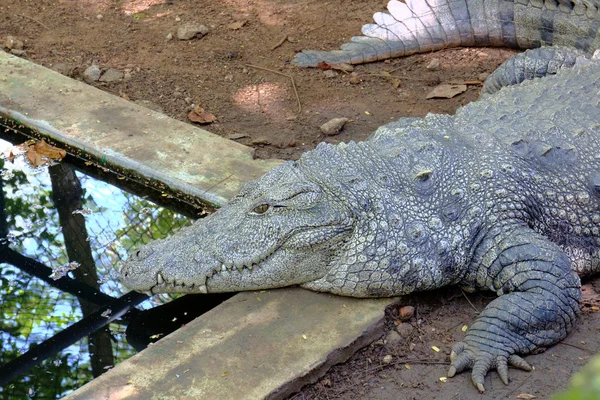 Cocodrilo ladrón (Crocodylus palustris) también llamado cocodrilo indio, indio, persa, pantano — Foto de Stock