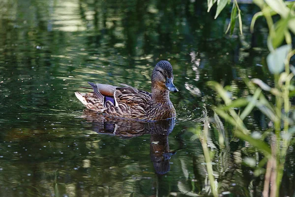 Pato Estanque Con Olas Superficie Del Agua — Foto de Stock