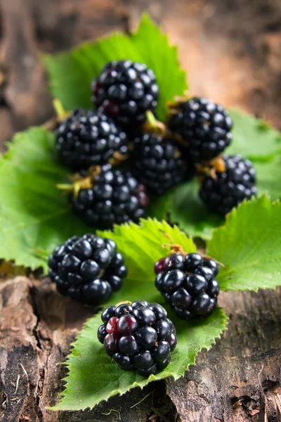 Moras maduras sobre corteza en el bosque —  Fotos de Stock