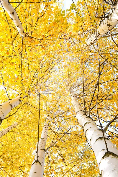 Autumn trees with yellowing leaves against the sky — Stock Photo, Image