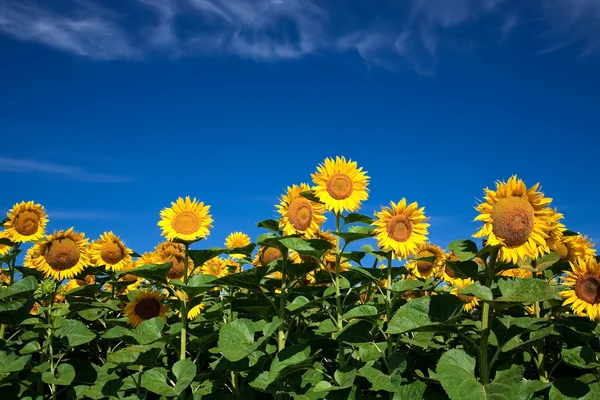 美丽的花朵向日葵与蓝蓝的天空背景 — 图库照片