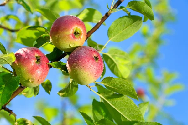 Red apples on an apple-tree branch in the garden — Stock Photo, Image