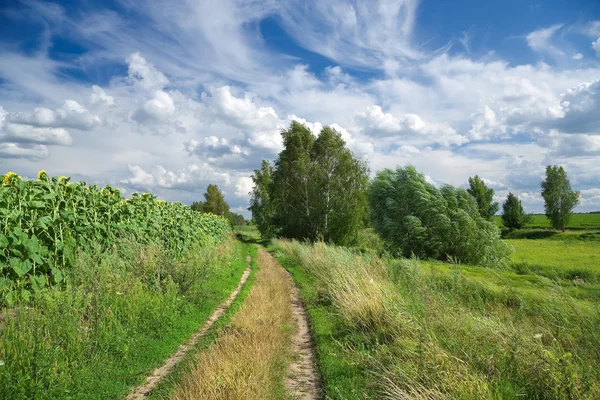 Загородный пейзаж с полями, дорогой, деревьями и красивым облачным небом — стоковое фото