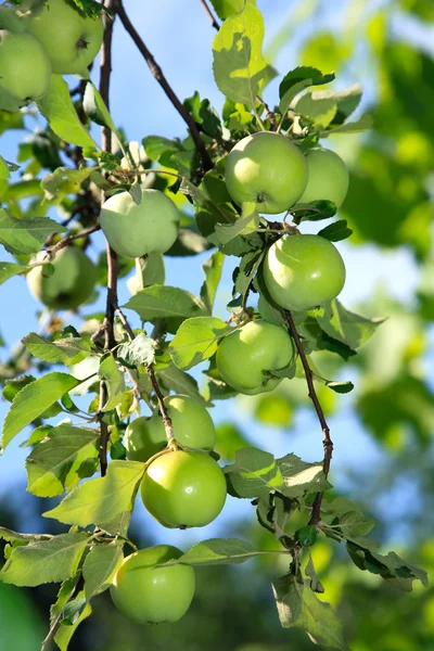 Fresh green apples on a tree — Stock Photo, Image