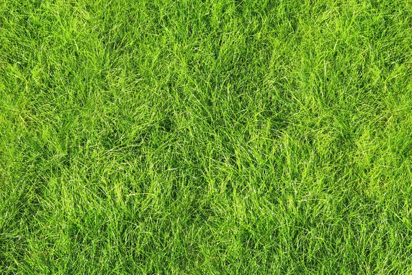 Grüner Hintergrund — Stockfoto