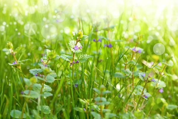 Łąka z kwiaty. natura streszczenie tło — Zdjęcie stockowe