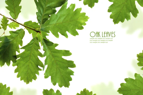 Green oak leaves frame isolated on white with copy space — Stock Photo, Image