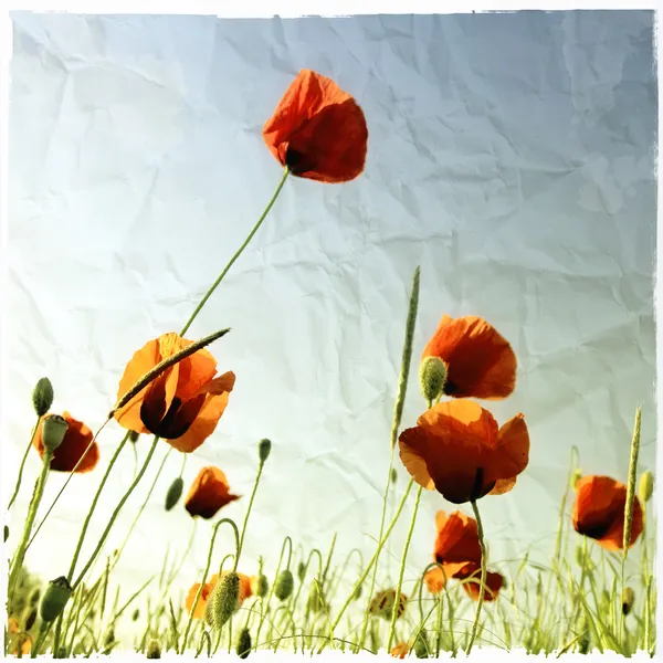 Poppies bloom in the meadow with textured vintage paper effect — Stock Photo, Image