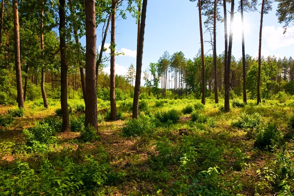 Beau paysage avec forêt de pins et rayons de soleil — Photo