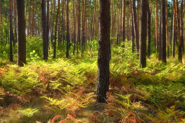 Paisagem de outono colorido. Floresta de pinheiro e samambaia — Fotografia de Stock