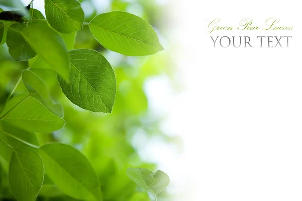 Yeşil Yaprak Sınırı