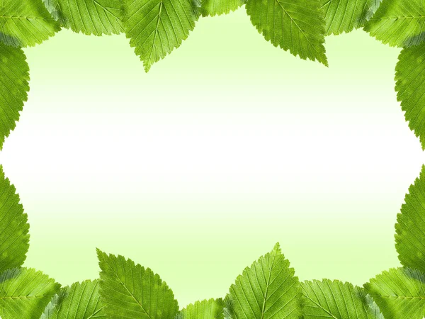 Fresh green elm leaves border with copy space — Stock Photo, Image