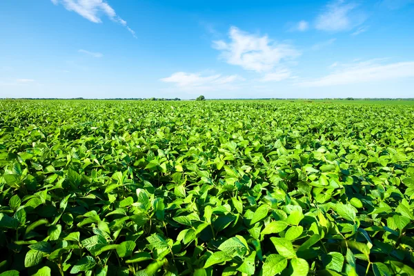 Rurale landschap met frisse groene soja veld. veld voor sojabonen Stockfoto