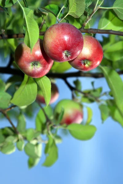 Red apples on an apple-tree branch in the garden — Stock Photo, Image
