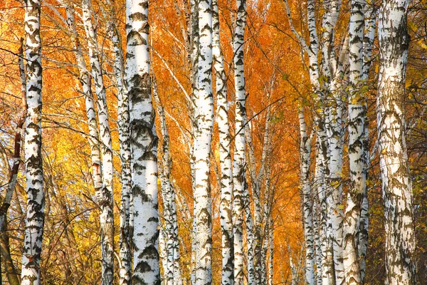 Forêt de bouleaux jaunis d'automne — Photo