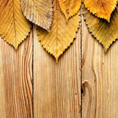 sonbahar arka plan. ahşap üzerine sınır kalkıyor