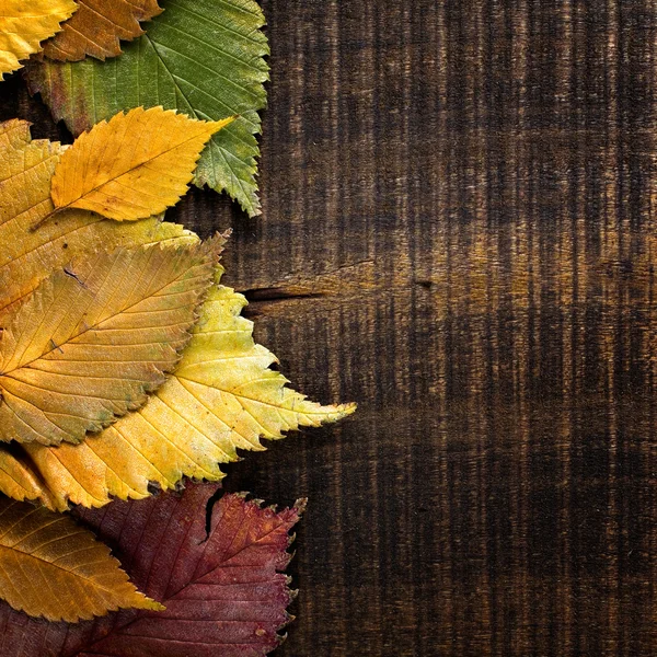 Herfst achtergrond. Bladeren grens op donker hout — Stockfoto